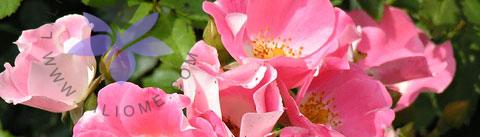 گروه بویایی مدیترانه‌ای گل‌دار (Chypre Floral)