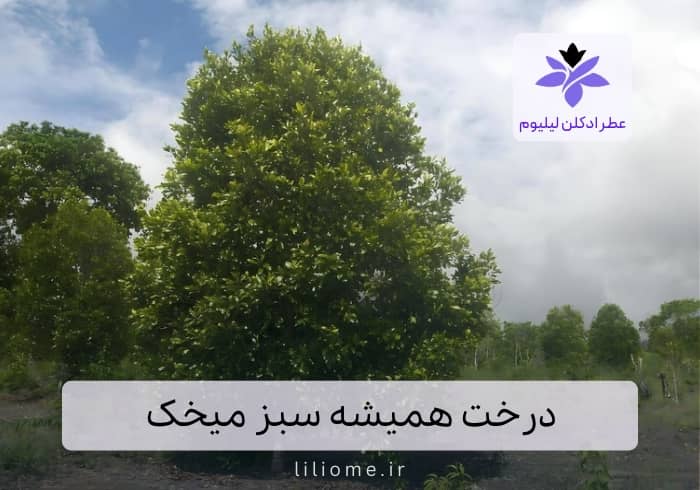 درخت همیشه سبز میخک