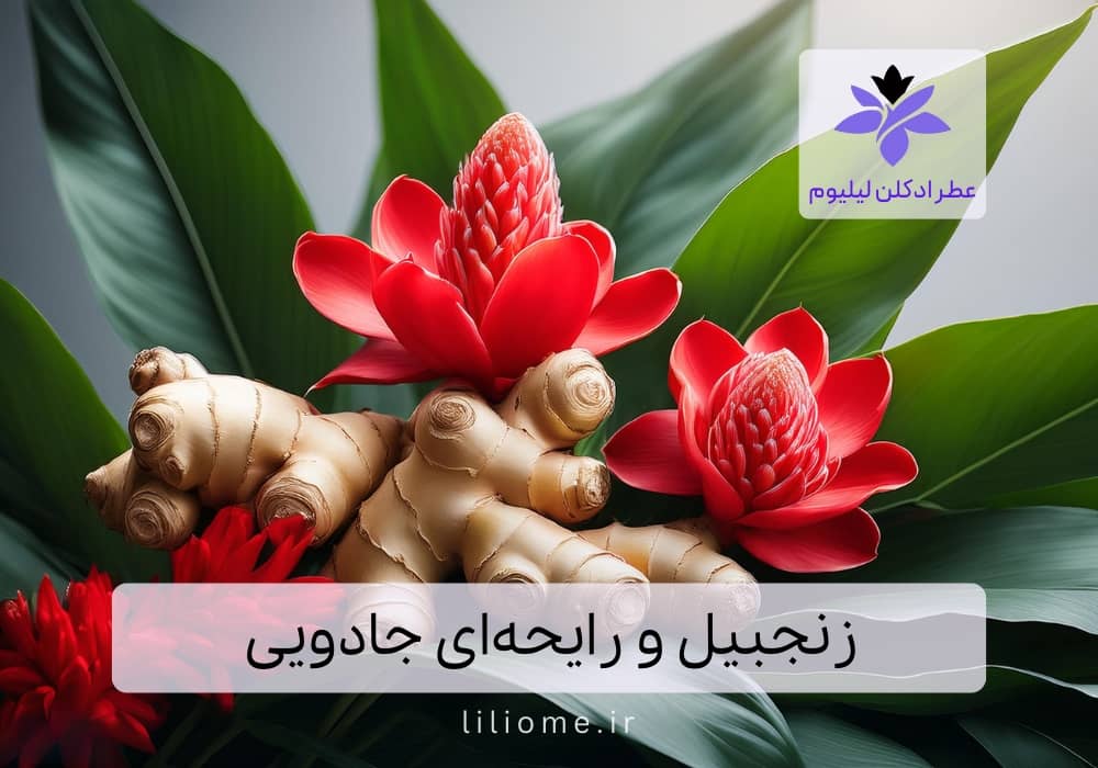 زنجبیل و رایحه‌ای جادویی۱