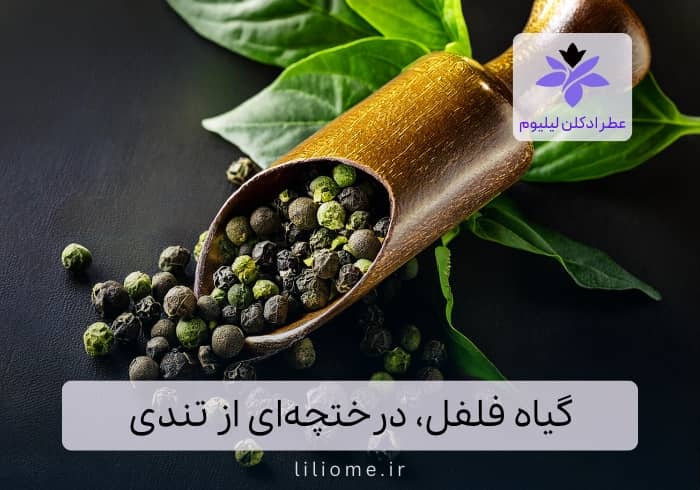 گیاه فلفل، درختچه‌ای که در تندی کم نمی‌آورد